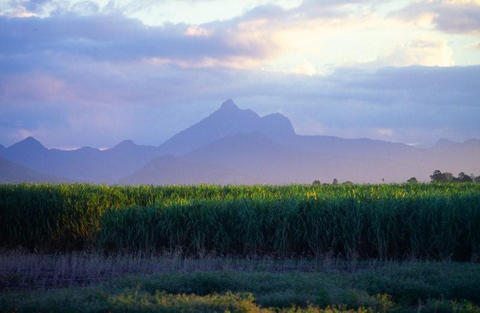 Mt Warning Rainforest Park - Tourism Guide 11