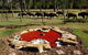 Aranyani Bison Adventure Tourist Park - thumb 5