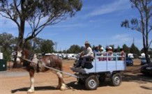 Ariah Park Camping Ground - Tourism Guide 0