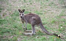Burrinjuck Waters Holiday Park Accommodation - Tourism Guide 1