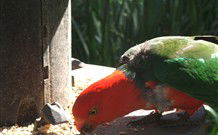 Jervis Bay Cabins And Hidden Creek Real Camping - Travel Agents 3