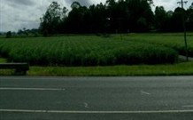 Poinciana Motel - Murwillumbah - Tourism Guide 1