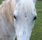 Eaglewood B and B and Farmstay - Tourism Guide
