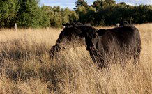 Hanericka Farmstay - Tourism Guide 1