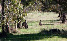 Amazing Country Escapes - Lakeview Luxury Cabins - Tourism Guide 2