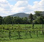 Jessica's Guest House and Vineyard - Tourism Guide