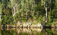 The Woods At Pokolbin - Tourism Guide 5