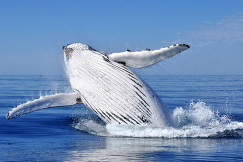Coffs Harbour YHA - Tourism Guide 10