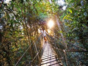 O'Reilly's Rainforest Retreat - Travel Agents 0