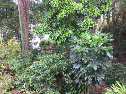 Poinciana Motel - Travel Agents 2