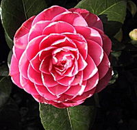 Cloverlea Gardens Bed and Breakfast - Tourism Guide