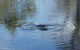Platypus Park Country Retreat - thumb 4