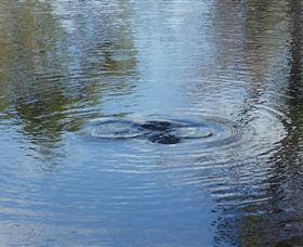 Platypus Park Country Retreat - Tourism Guide 4