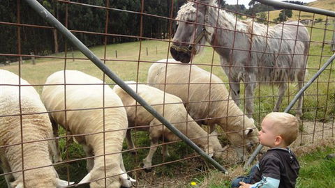 Johanna River Farm And Self Contained Cottages - Tourism Guide 3