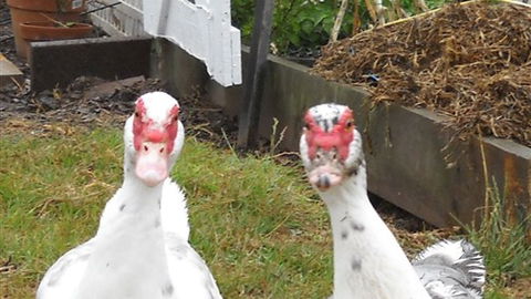 Johanna River Farm And Self Contained Cottages - Tourism Guide 5
