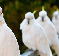 Aireys Inlet Getaway Resort - Tourism Guide