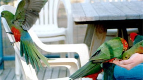 Lorne Bush House Cottages & Eco Retreats - Tourism Guide 3