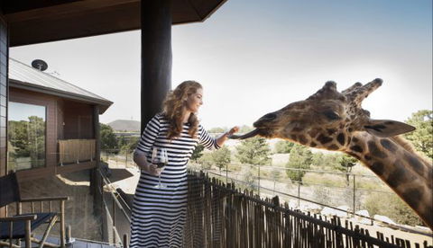 Jamala Wildlife Lodge - Tourism Guide 8