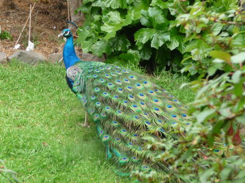 Eurambeen Historic Homestead And Gardens - Tourism Guide 4