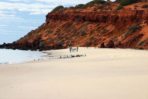 Herald Bight Camp At Francois Peron National Park - Tourism Guide 0