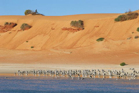 Herald Bight Camp At Francois Peron National Park - Tourism Guide 3