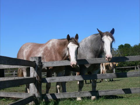 Clydesdale Motel And Steakhouse - Tourism Guide 0