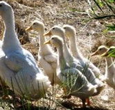 Duck Duck Goose Bed and Breakfast - Tourism Guide