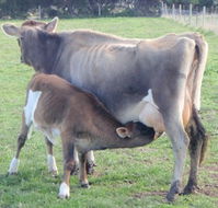 Animal Land - Tourism Guide