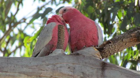 River Gardens Bed And Breakfast Farmstay - Travel Agents 6