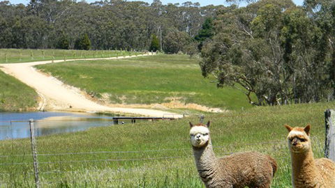 Cygnet Park Country Retreat - Travel Search 3
