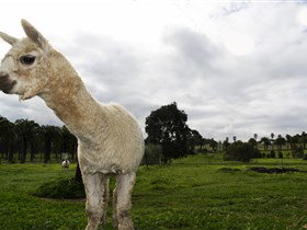 Seppelts View Cabins - Travel Agents 3