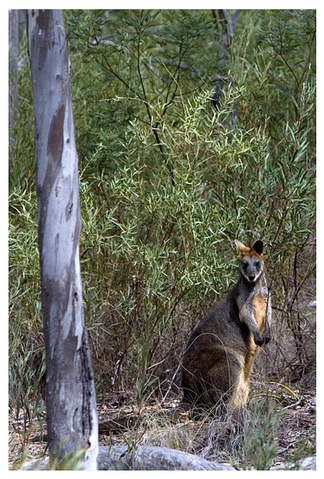 Alivio Tourist Park Canberra - Tourism Guide 12