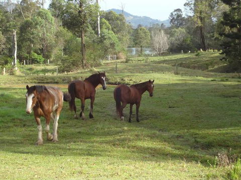 Amamoor Lodge - Tourism Guide 2