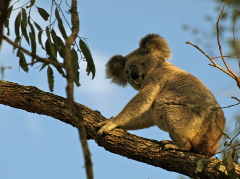 Amamoor Lodge - Tourism Guide 4