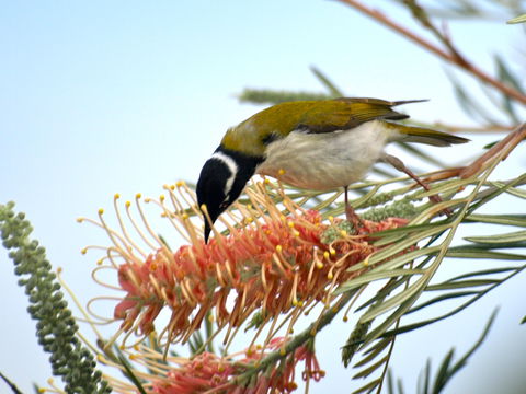 Amamoor Lodge - Tourism Guide 7