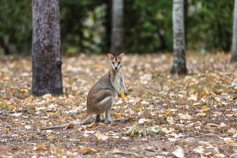 Carnarvon National Park Camping - Tourism Guide 2