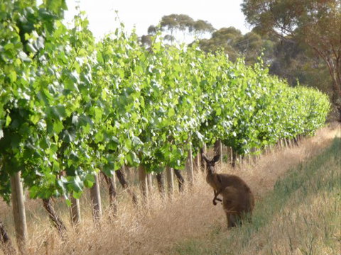 Angas Plains Wines Suites - Travel Agents 6
