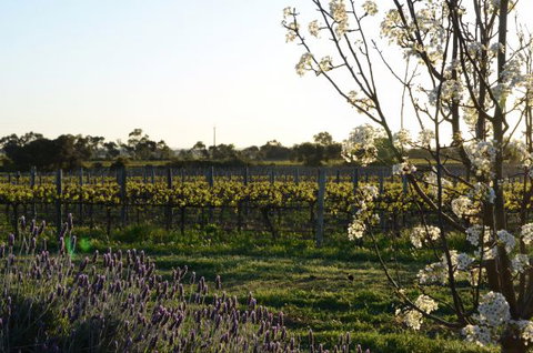 Angas Plains Wines Suites - Travel Agents 7
