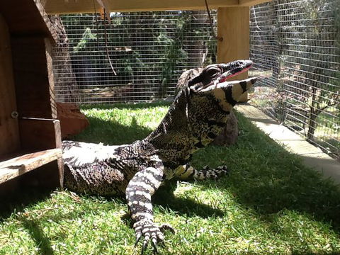 Beechworth Wildlife Stays - Travel Search 6