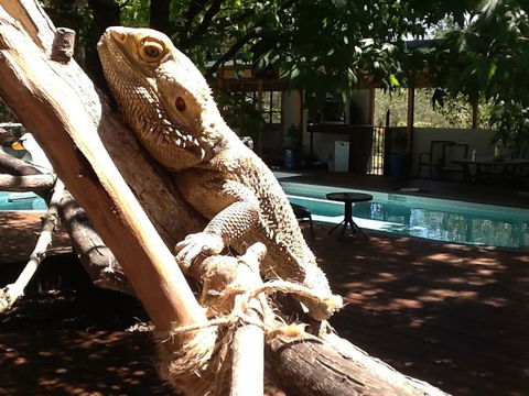 Beechworth Wildlife Stays - Travel Search 7