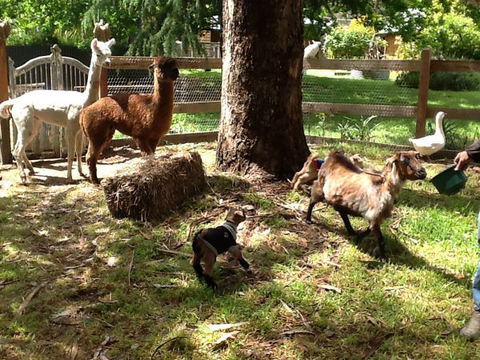 Beechworth Wildlife Stays - Travel Search 8