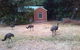 Boronia Peak Villas - thumb 5
