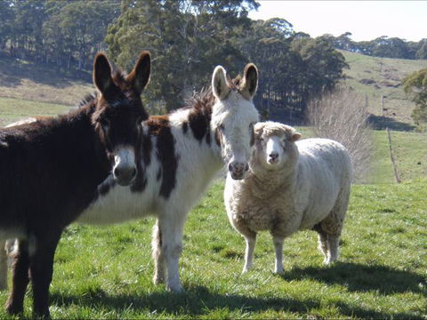 Avaleigh Elms Farmstay - Tourism Guide 0
