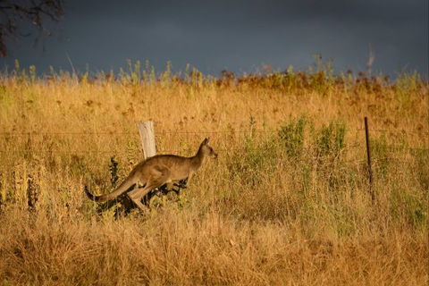 Mt Bellevue Lodge - King Valley - Tourism Guide 5