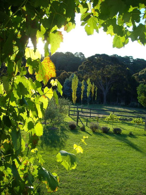 Old Chilli B&B Daylesford - Tourism Guide 3