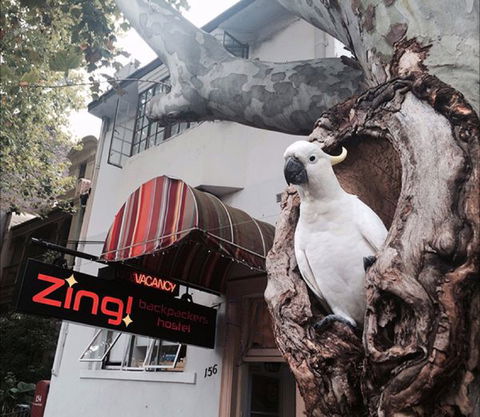 Zing! Backpackers Hostel - Tourism Guide 0