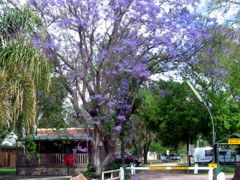 BIG4 Forbes Holiday Park - Tourism Guide 3