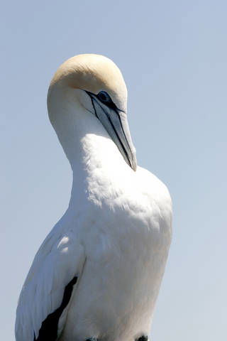 Chocolate Gannets Apollo Bay - Tourism Guide 3