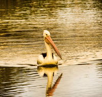 River Shack Rentals - Brenda Park - Tourism Guide