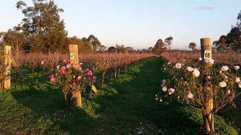 Emma’s Cottage Vineyard - Tourism Guide 5